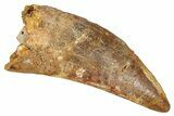 Bargain, Carcharodontosaurus Tooth - Real Dinosaur Tooth #341120-1